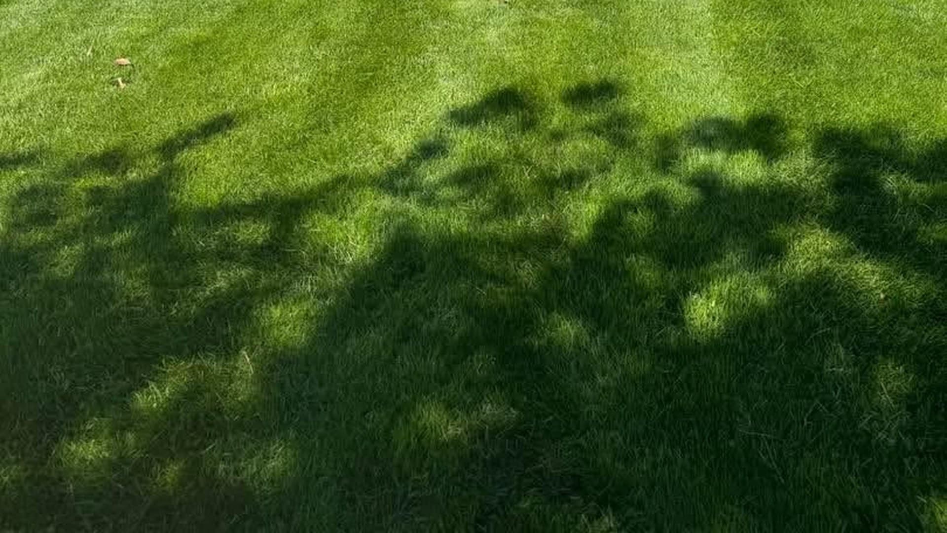 Professional striping on a residential West Michigan lawn