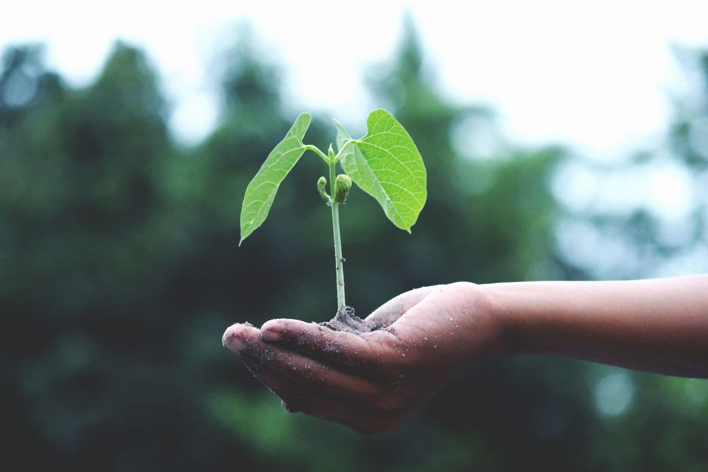 New growth from overseeding and soil care
