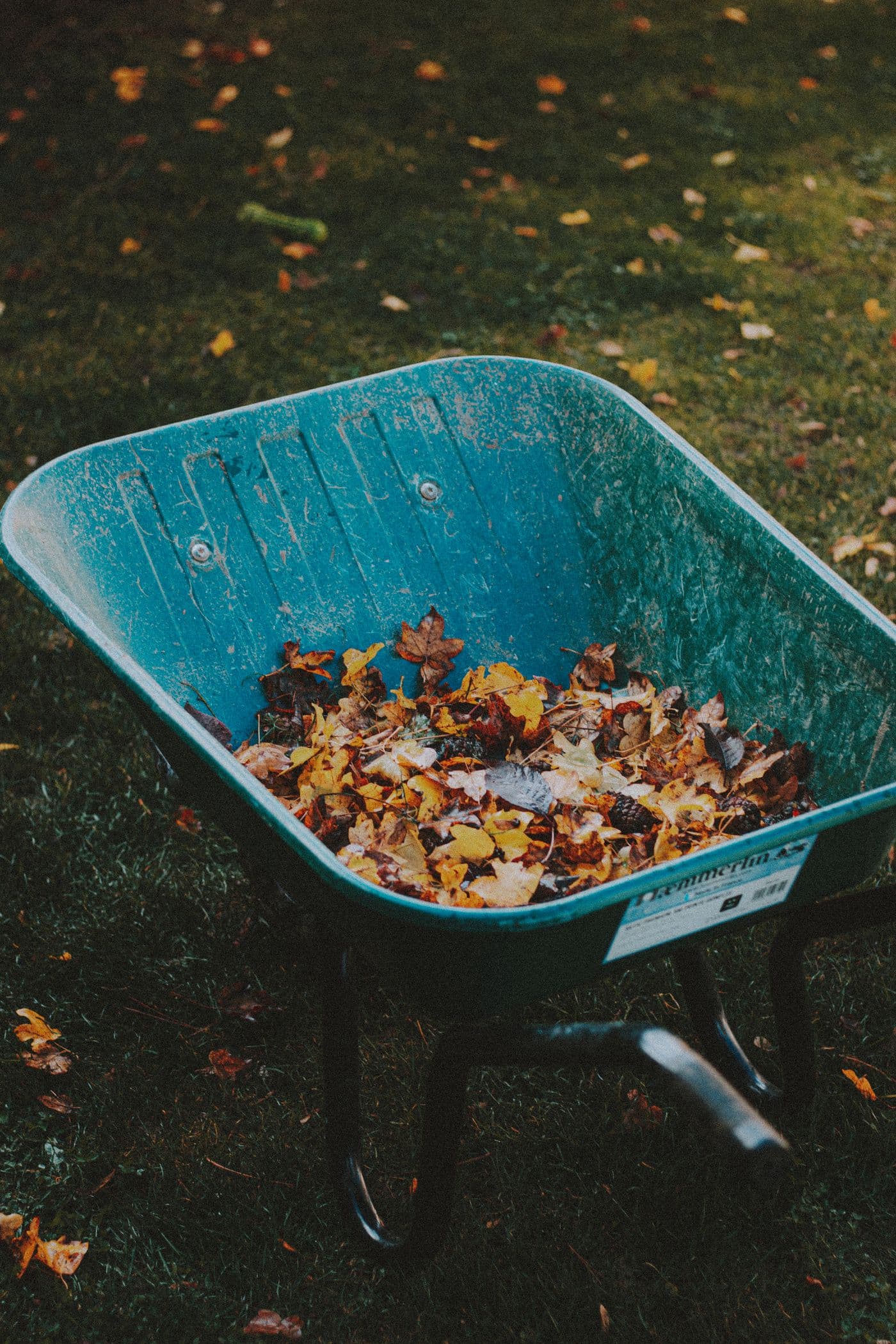 Wheelbarrow of autumn leaves after yard cleanup