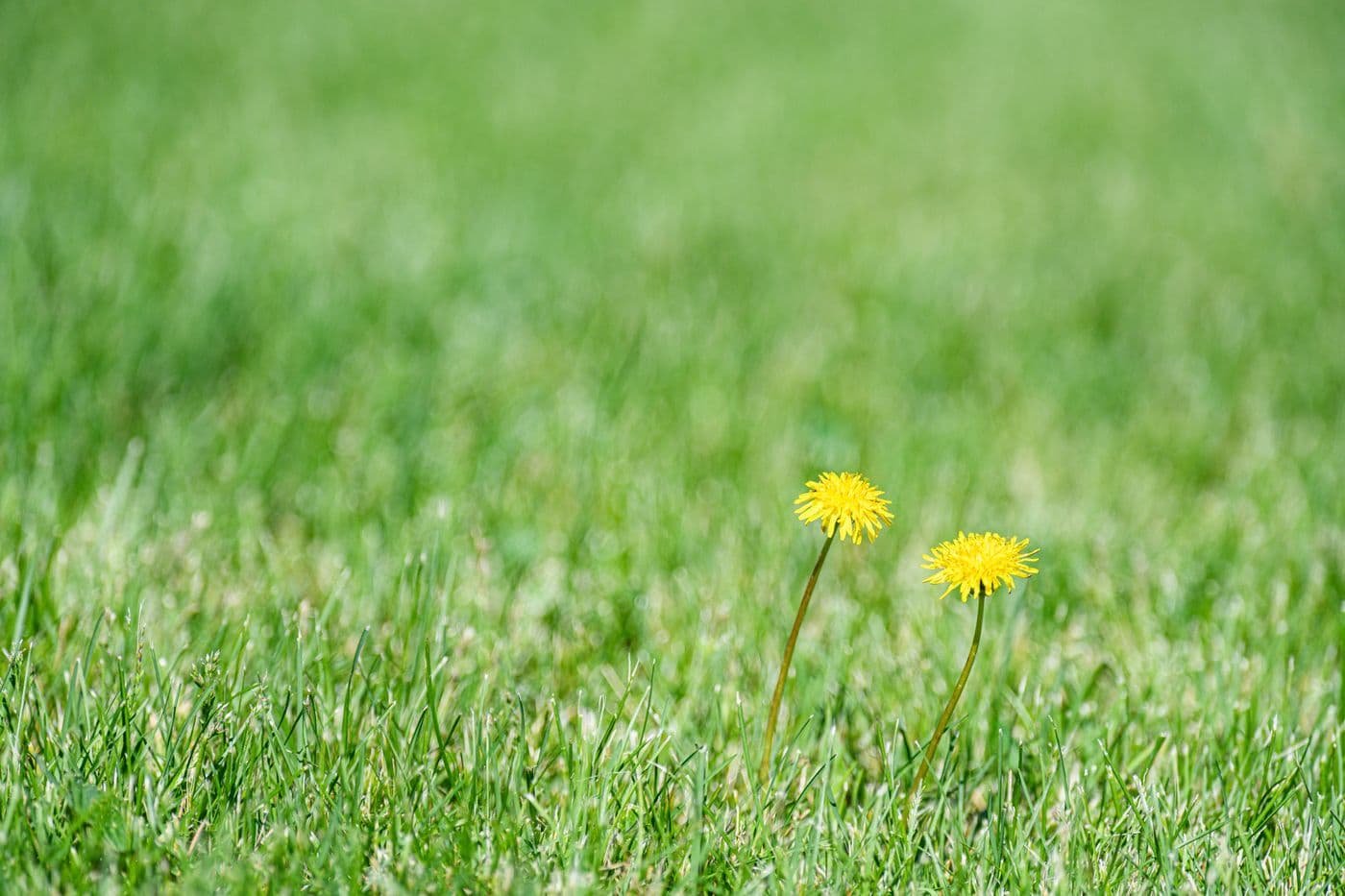 Dandelions in a lawn that needs weed control